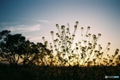 菜の花の夕暮れ