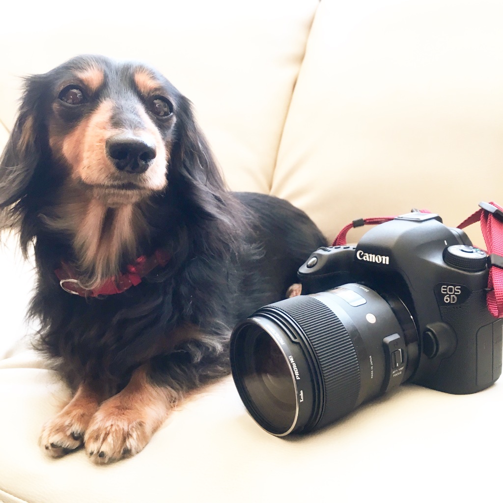 愛犬とカメラ