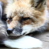 Mr.fox