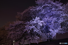 お祭り前夜