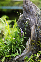 天然の鉢植え