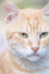 DSC08721cat