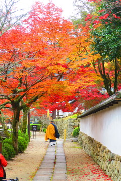 天野山金剛寺紅葉　令和元年IMG_9905