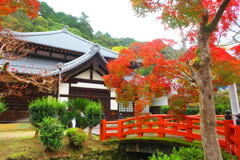 天野山金剛寺紅葉　令和元年IMG_9889
