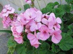 紫陽花IMG_0270