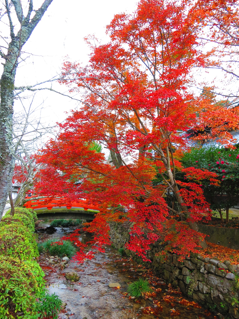 天野山　金剛寺IMG_3841