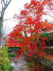天野山　金剛寺IMG_3841