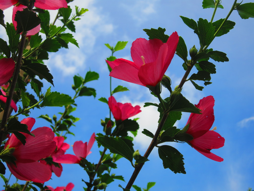 夏の花MG_1011