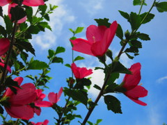 夏の花MG_1011