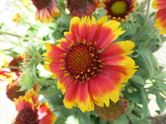 花１