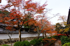 金剛寺DSC02523