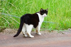 野良猫DSC04900