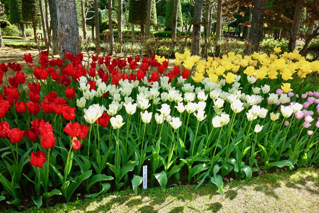 花壇DSC07938