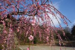 DSC02565