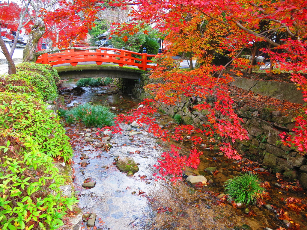 天野山金剛寺　紅葉IMG_3844