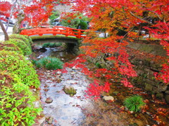 天野山金剛寺　紅葉IMG_3844