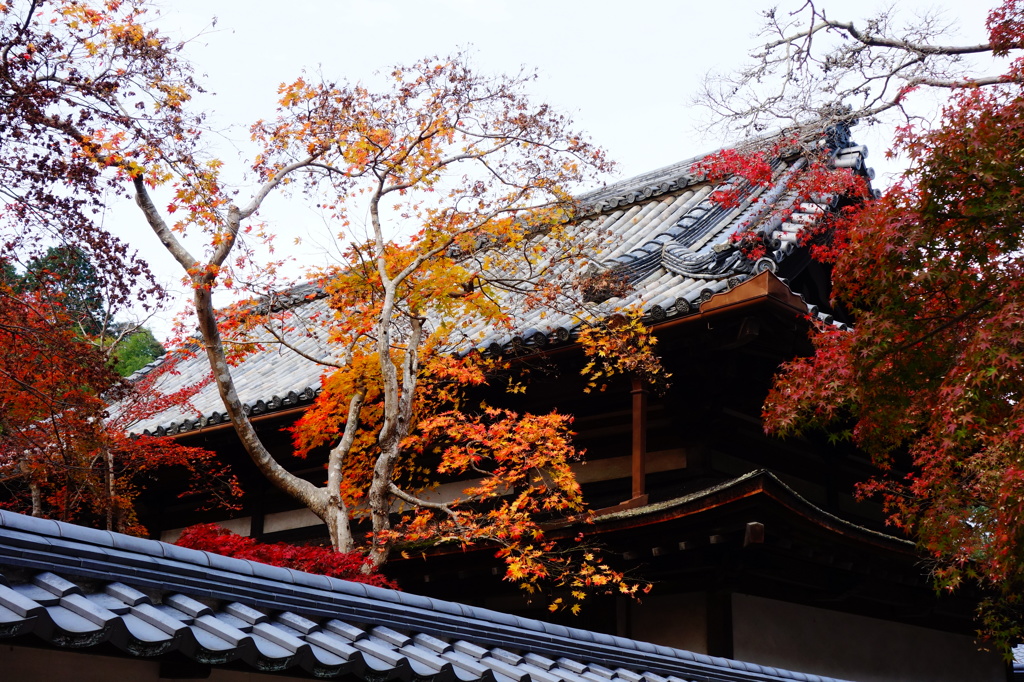 天野山金剛寺DSC02612