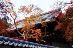 天野山金剛寺DSC02612