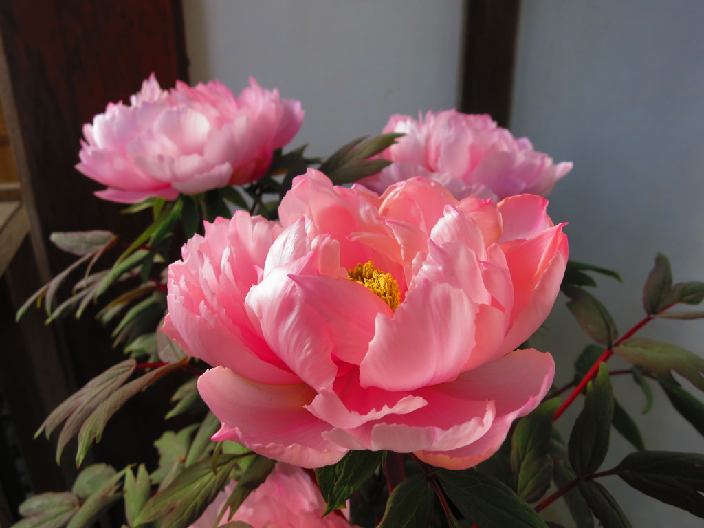 花IMG_5343