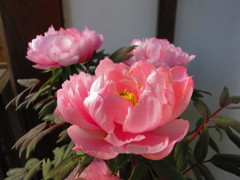 花IMG_5343
