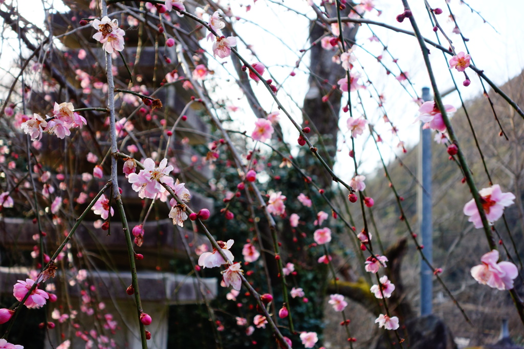梅の花　DSC03323