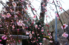 梅の花　DSC03323