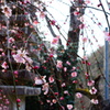 梅の花　DSC03323