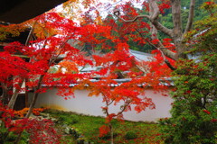 天野山金剛寺紅葉　令和元年IMG_0051