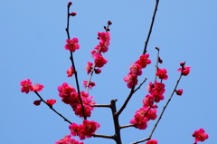 赤い梅の花DSC01529