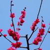 赤い梅の花DSC01529