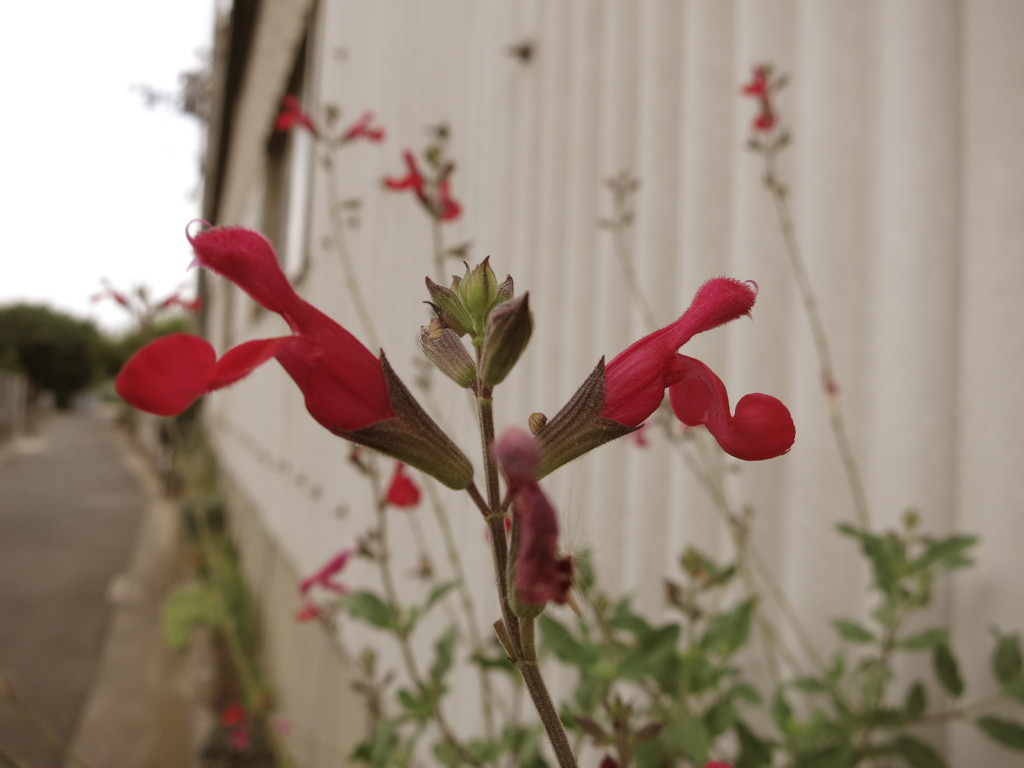 I花MG_0686