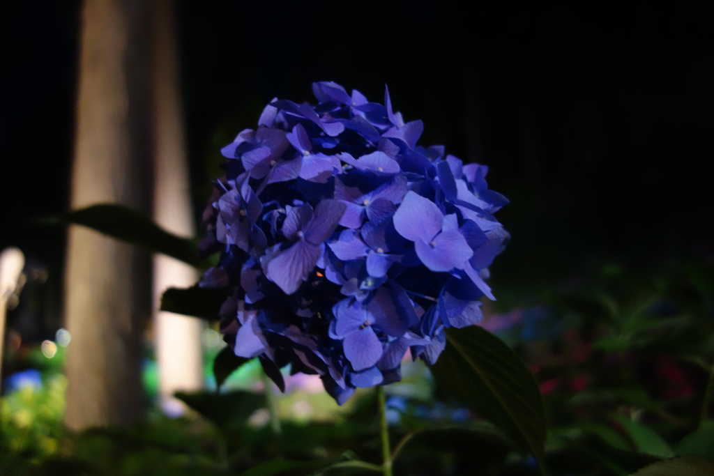DSC08977