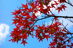 奈良依水園DSC02069