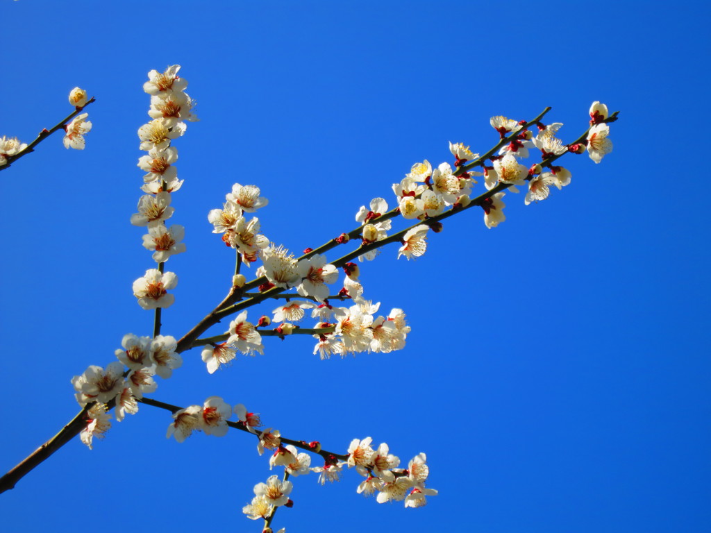 梅の花IMG_5517
