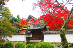 天野山金剛寺紅葉　令和元年IMG_9898
