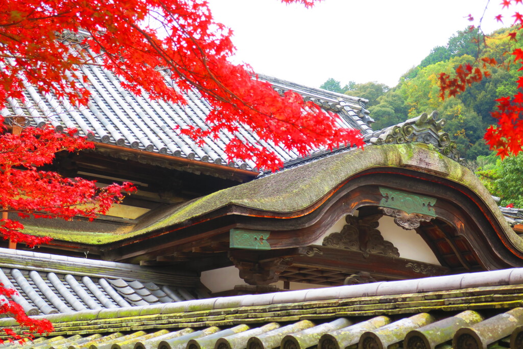 天野山金剛寺紅葉　令和元年IMG_9871