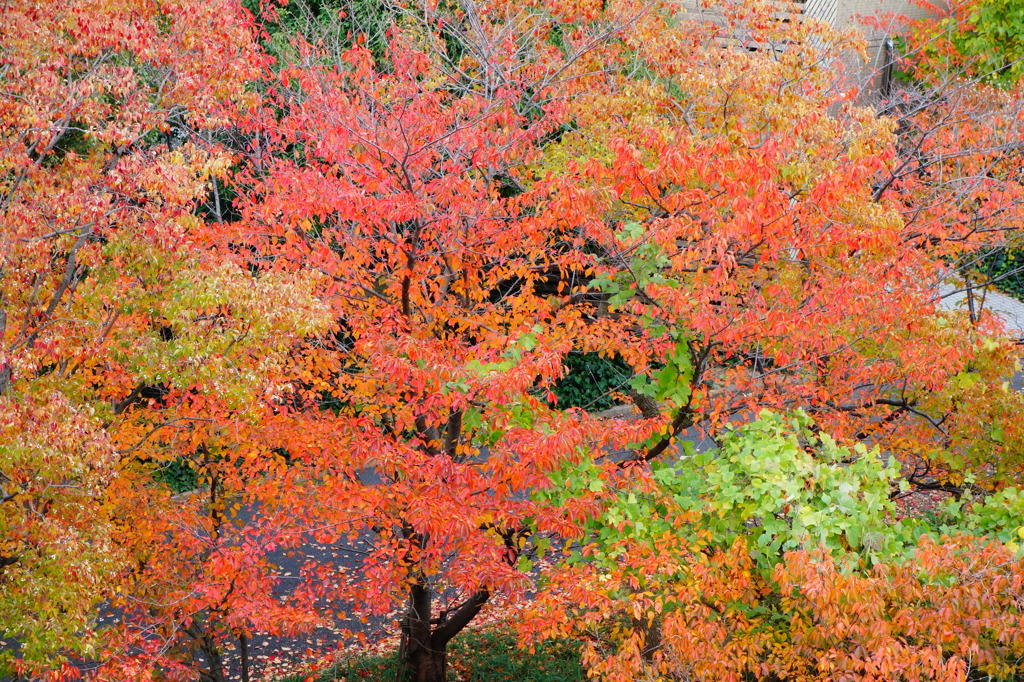 紅葉
