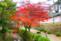 天野山金剛寺紅葉　令和元年IMG_9919