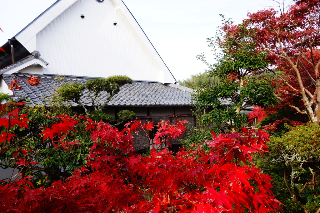 松尾寺DSC06350