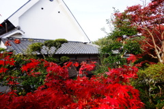 松尾寺DSC06350