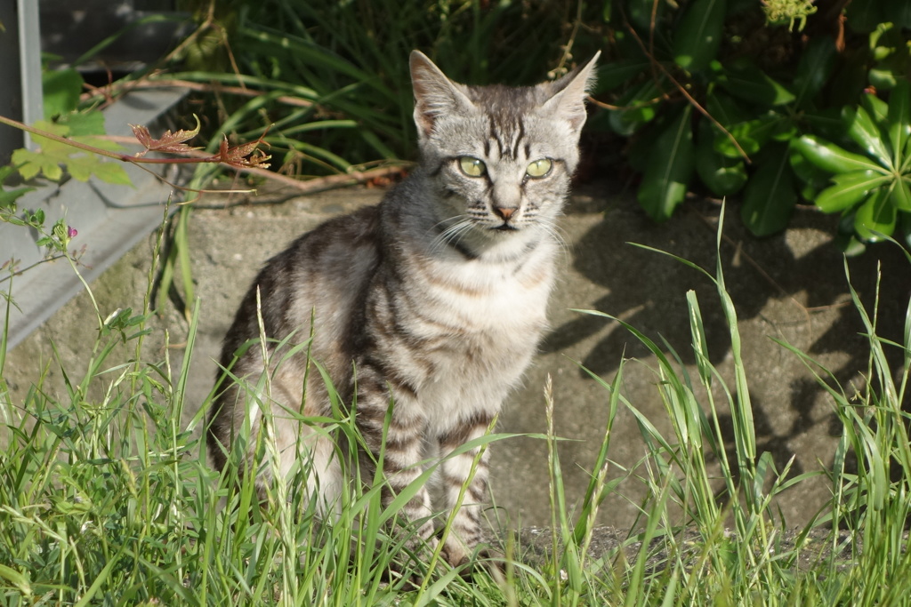 野良猫DSC08074