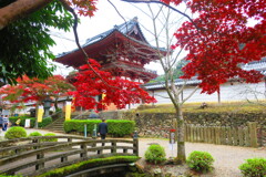 天野山金剛寺紅葉　令和元年IMG_9943
