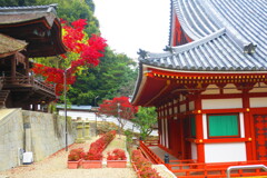 天野山金剛寺紅葉　令和元年IMG_9980