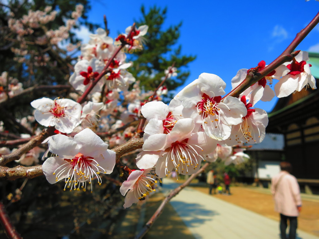 梅の花IMG_5734