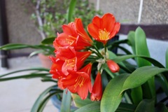 DSC07867