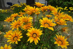 DSC08155