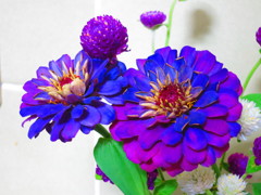 ダリアIMG_1491
