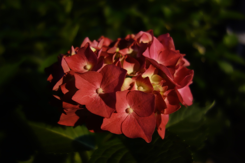 DSC09009