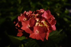 DSC09009