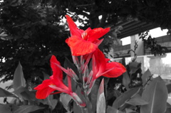 赤い花DSC01906